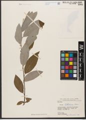 Foto von Salix wallichiana Andersson